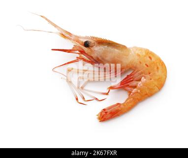 botan shrimp ( Pandalus nipponensis ) isolated on white background Stock Photo