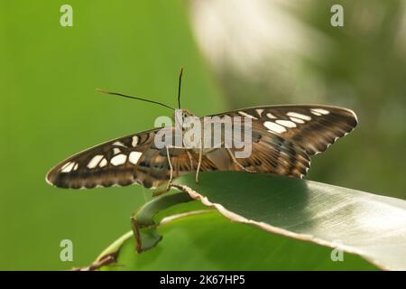 Low angle closeup on the colorful tropical Clipper butterfly, Parthenos sylvia sitting with open wings on a green leaf Stock Photo