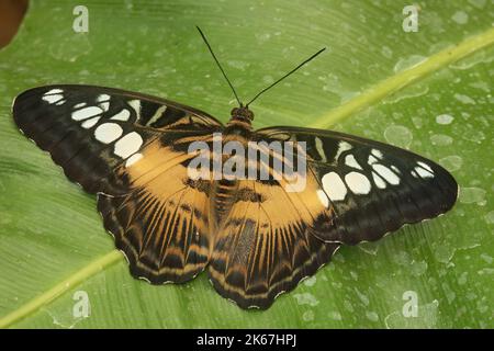 Closeup on the colorful tropical Clipper butterfly, Parthenos sylvia sitting with open wings on a green leaf Stock Photo