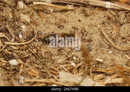 Natural closeup on a well camouflaged brown Hooked small-mason bee, Hoplitis adunca sitting on the ground Stock Photo