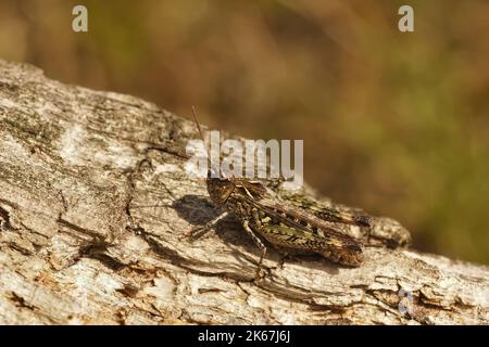 dETAIloseup on a mottled grasshopper, Myrmeleotettix maculatus sitting on sand at the Belgain coast Stock Photo