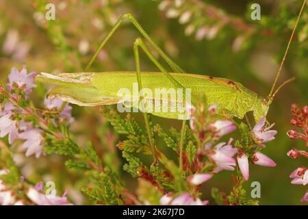 Closeup on an adult imago male green, sickle-bearing, bush-cricket, Phaneroptera falcata, hiding in the vegetation Stock Photo