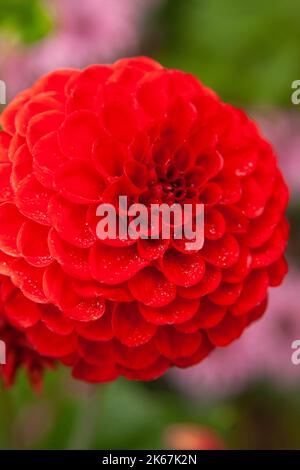 Dahlia ‘Cornel’ is a ball dahlia with purple-red flowers Stock Photo