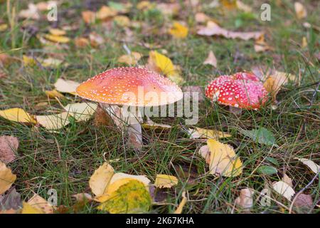 Red mushroom fly agaric (Amanita muscaria)