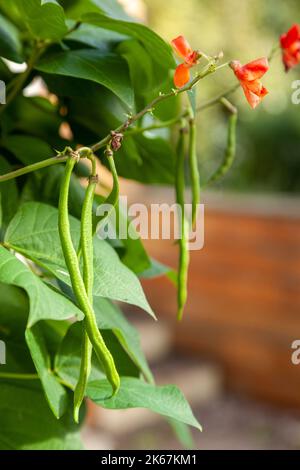 Runner Beans growing in a garden Stock Photo