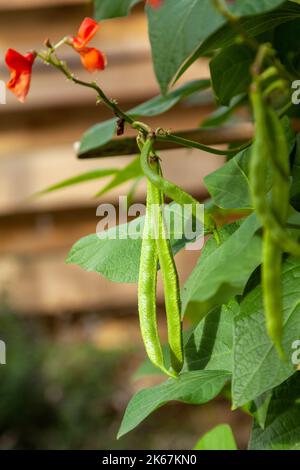 Runner Beans growing in a garden Stock Photo
