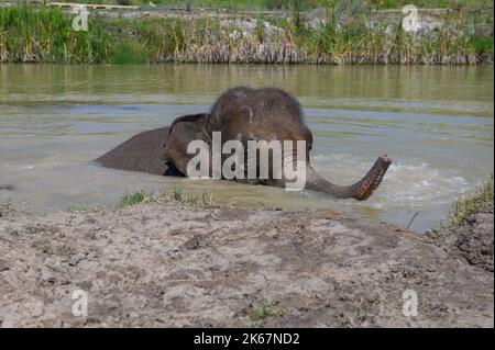 An Asian elephant bathes in a pond with its trunk raised above the water. Close-up. Stock Photo