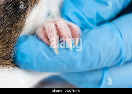 The veterinarian shows the claws of a small guinea pig. Stock Photo