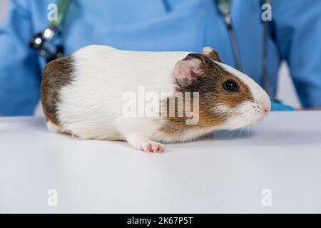 Small white guinea pig at the vet's appointment at the veterinary clinic Stock Photo