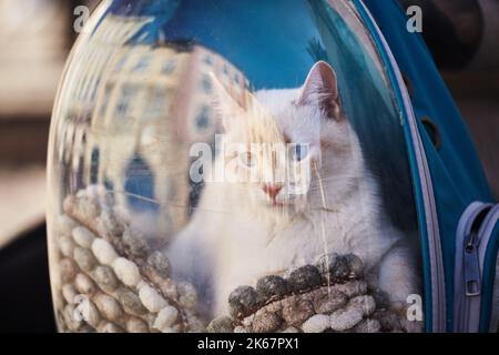 Cat shop porthole backpack