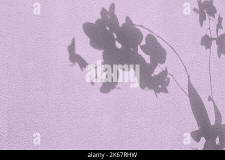 Shadow of flowers on purple concrete wall texture background Stock Photo