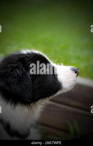 Beautiful Young Border Collie Puppy Vertical Stock Photo