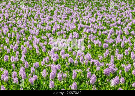 Field with common water hyacinth or Eichhornia crassipes flowers. Stock Photo