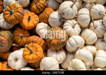 Variety of colorful orange and white mini pumpkins Stock Photo