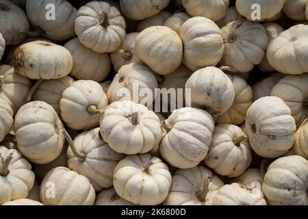 Pile of white mini pumpkins at a pumpkin patch in fall Stock Photo