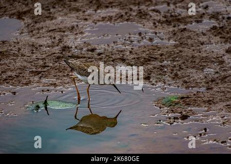 A closeup of a Solitary sandpiper bird looking for food on a muddy puddle Stock Photo