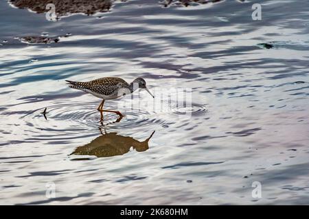 A closeup of a Solitary sandpiper bird looking for food in a puddle Stock Photo