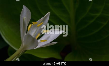 Closeup detail view of bright white flower with yellow stamen of proiphys amboinensis aka Cardwell lily or northern Christmas lily blooming outdoors Stock Photo