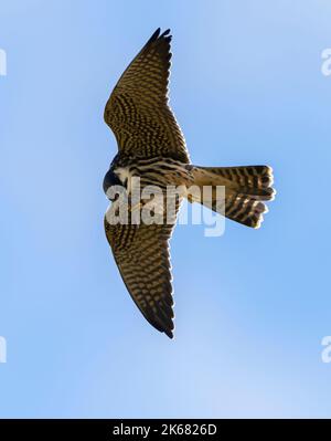 A young Hobby (Falco subbuteo) feeding on a dragonfly on the wing, Oxfordshire Stock Photo