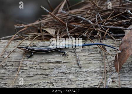 A juvenile Common Five-lined Skink (Plestiodon fasciatus) from the Florida Panhandle, USA. Stock Photo