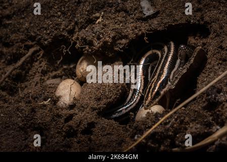 A mother Common Five-lined Skink (Plestiodon fasciatus) tending her eggs beneath a downed log in Manistee County, Michigan, USA. Stock Photo