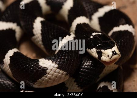 A juvenile female California Kingsnake (Lampropeltis californiae) from Montezuma County, Colorado, USA. Stock Photo