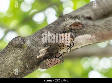 Close-up of Lanternfly laying eggs on tree in Berks County, Pennsylvania. Stock Photo