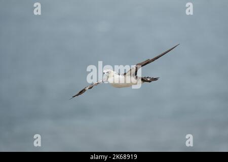 Northern Gannet Morus bassanus, a single 2nd-year plumaged bird in flight, Yorkshire, UK, August Stock Photo