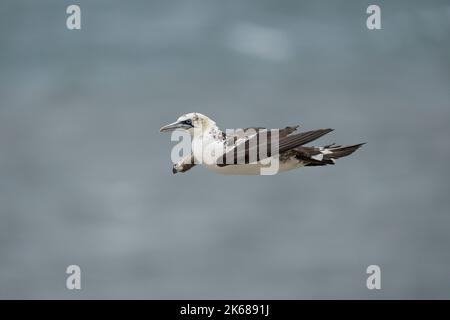 Northern Gannet Morus bassanus, a single 2nd-year plumaged bird in flight, Yorkshire,UK, August Stock Photo