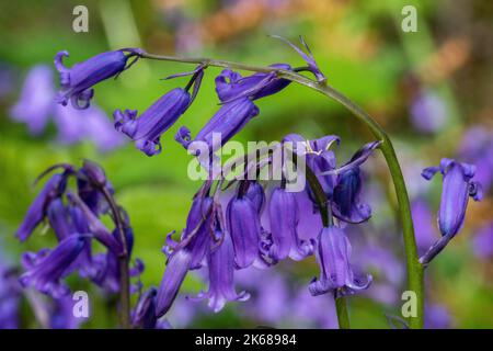 Close up Detail of a Single Bluebell Flower Head (Hyacinthoides non-scripta) Amongst a Large Cluster Growing in Oak Woodlands Stock Photo