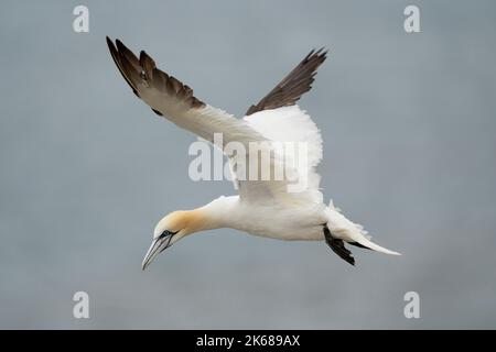 Northern Gannet Morus bassanus, an adult plumaged bird in flight in the updrafts of high winds next to a cliff, Yorkshire, UK, August Stock Photo