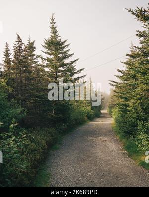 Trail through pine trees on a foggy morning, Ferryland, Newfoundland and Labrador, Canada Stock Photo
