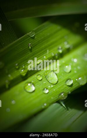 Macro Image of Water Droplets on Green Plant Vertical Stock Photo