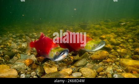 Male and female salmon guarding their nest in the Adams River in British Columbia, Canada. Stock Photo