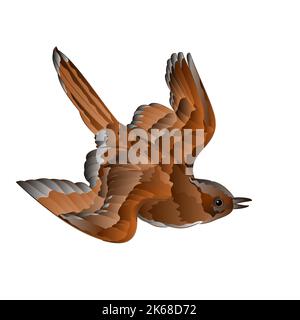 Bird sparrow in flight vector Stock Vector