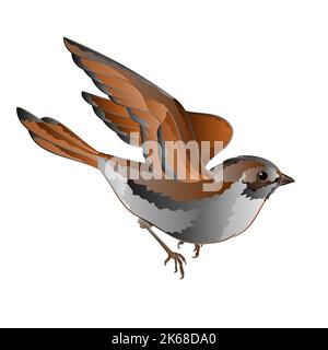 Little bird sparrow in flight vector Stock Vector