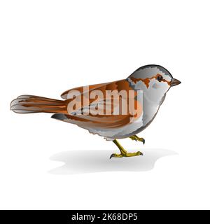 Little bird sparrow vector Stock Vector