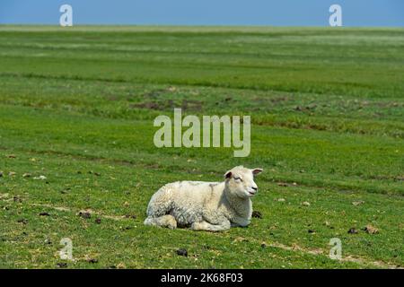 Texel Sheep, Lamb Resting On Pasture In Marshland, Schleswig-Holstein Wadden Sea National Park, Westerhever, Schleswig-Holstein, Germany Stock Photo