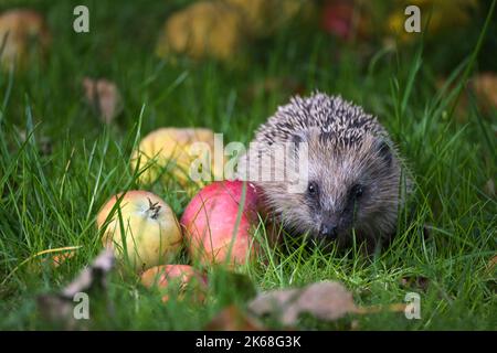 Small hedgehog (Erinaceus europaeus) with apples on a meadow in autumn, concept for wildlife and animal protection, copy space, selected focus, narrow Stock Photo