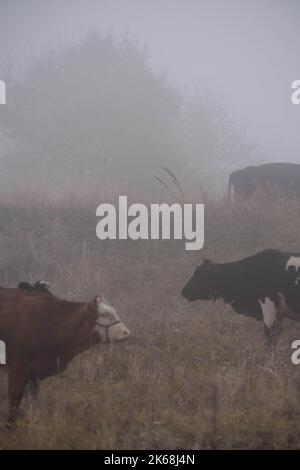 A vertical shot of a brown Holstein Friesian cattle with greenery in ...