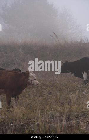 A vertical shot of a brown Holstein Friesian cattle with greenery in ...