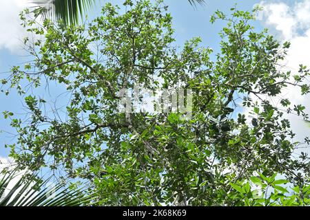 A large Beauty Leaf or Domba tree (Calophyllum Inophyllum) with wide spreading branches with fruits under the blue sky, the tree underneath view Stock Photo