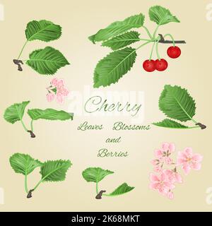 Cherry leaves and berries  vector Stock Vector