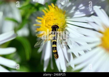 long hoverfly, Gewöhnliche Langbauchschwebfliege, Syrphe porte-plume, Sphaerophoria scripta, tarka darázslégy, Hungary, Budapest, Magyarprszág, Europe Stock Photo
