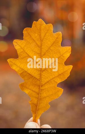 A woman holds in her hands a beautiful oak brown leaf in the sunset rays in the autumn forest. Autumn background. Space for text Stock Photo