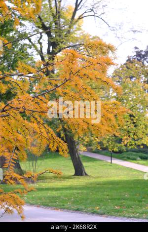 Autumn in the park, tree with orange colored leaves, selective focus on the foreground Stock Photo