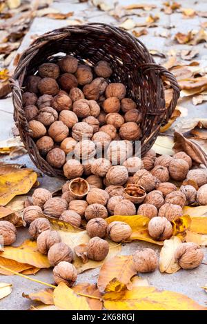 Autumn harvest. Unpeeled walnuts in a wicker basket in garden on background of fallen yellow leaves Stock Photo