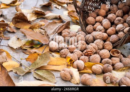 Autumn harvest. Unpeeled walnuts in a wicker basket in garden on background of fallen yellow leaves Stock Photo