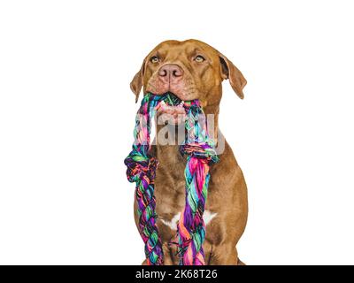 Lovable, pretty puppy and a play rope. Close-up, indoors. Studio photo. Concept of care, education, obedience training and raising pet Stock Photo