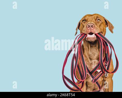 Lovable, pretty puppy holding a leash in his mouth. Close-up, indoors. Studio photo. Concept of care, education, obedience training and raising pets Stock Photo